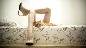 Female Legs in Bed with a Cat