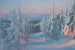 trees at sunset in winter