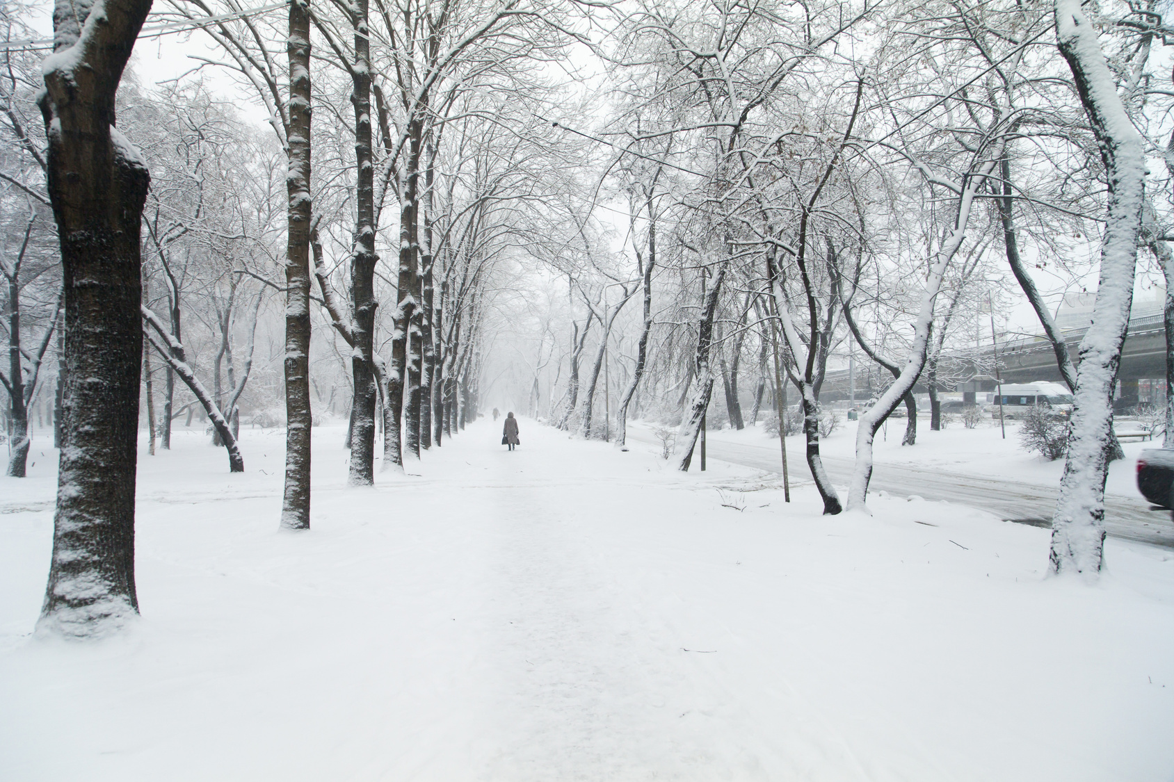 Trees in snow