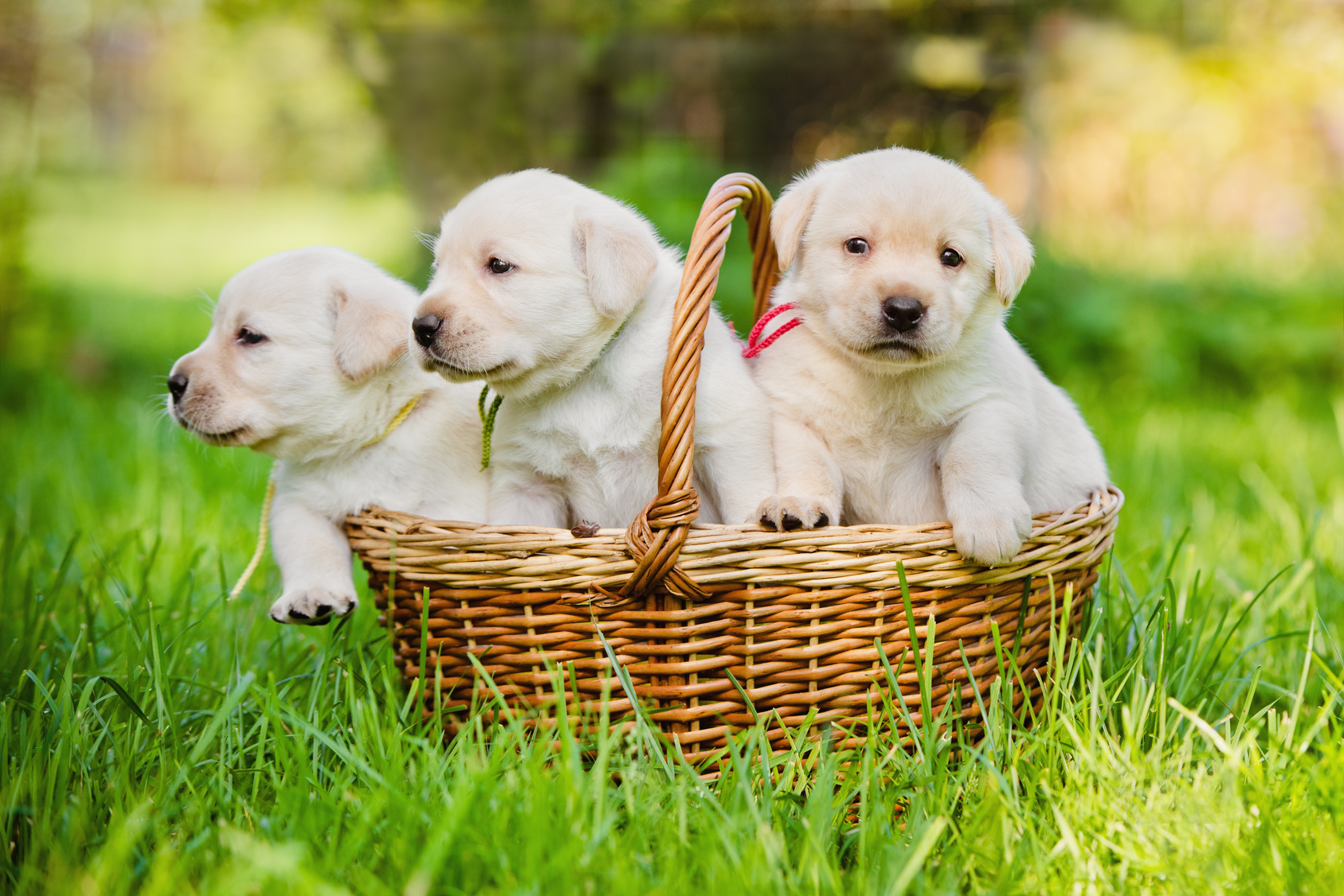 three puppies in a basket