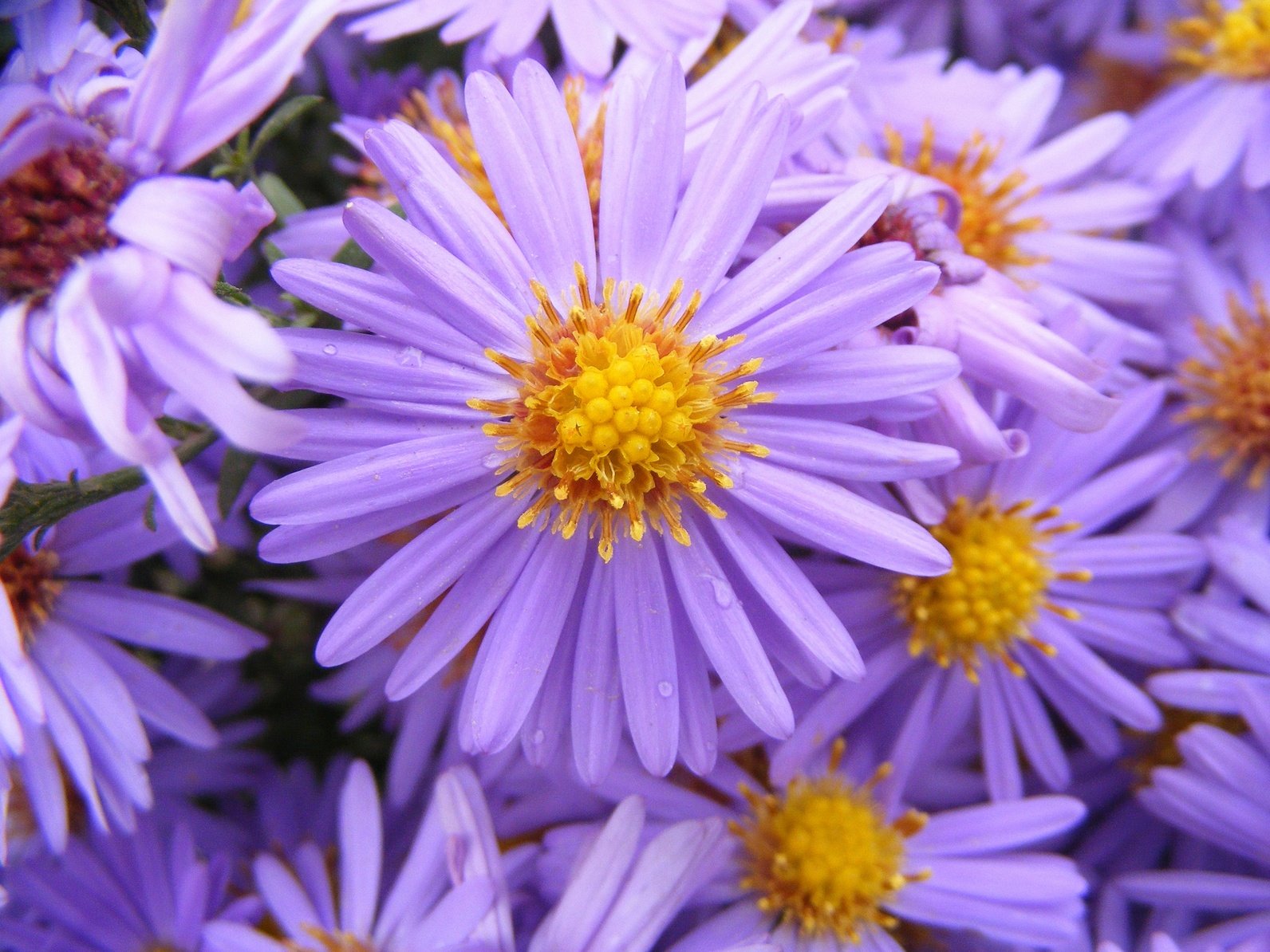 sea asters