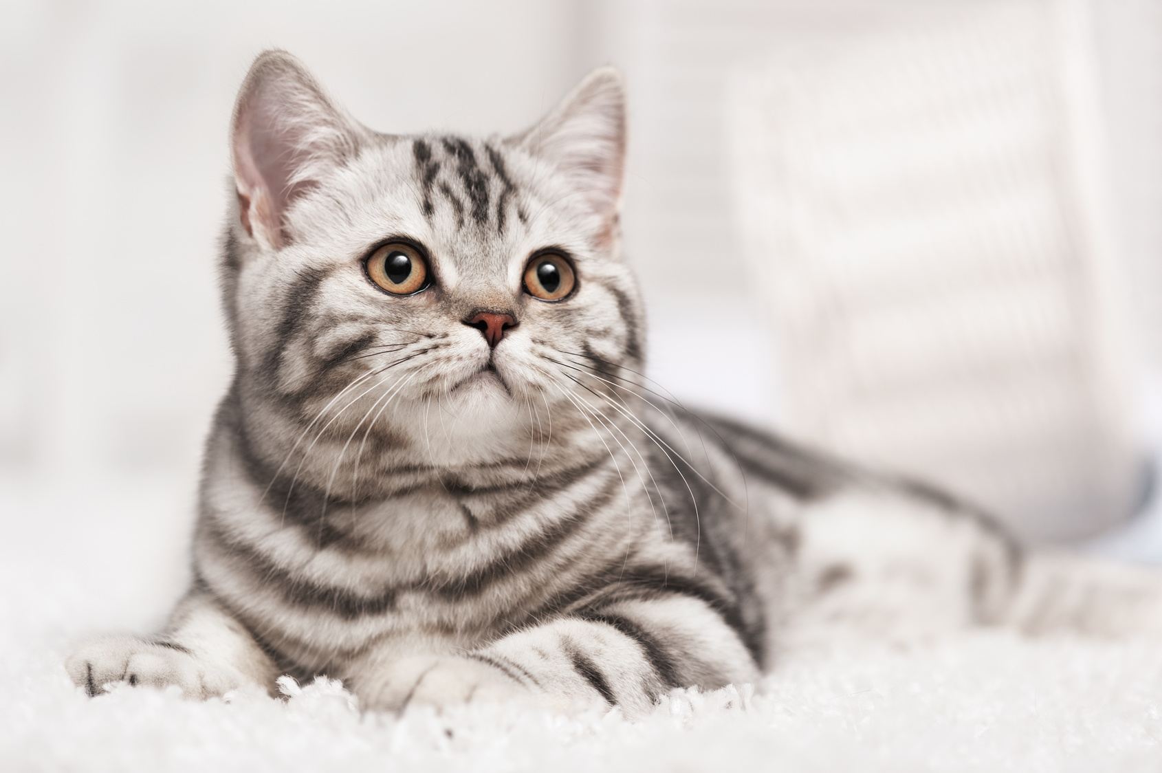 Cat on the carpet