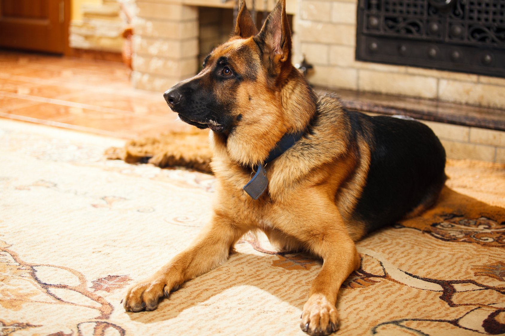 German Shepherd dog