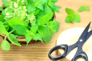 crop of  mint