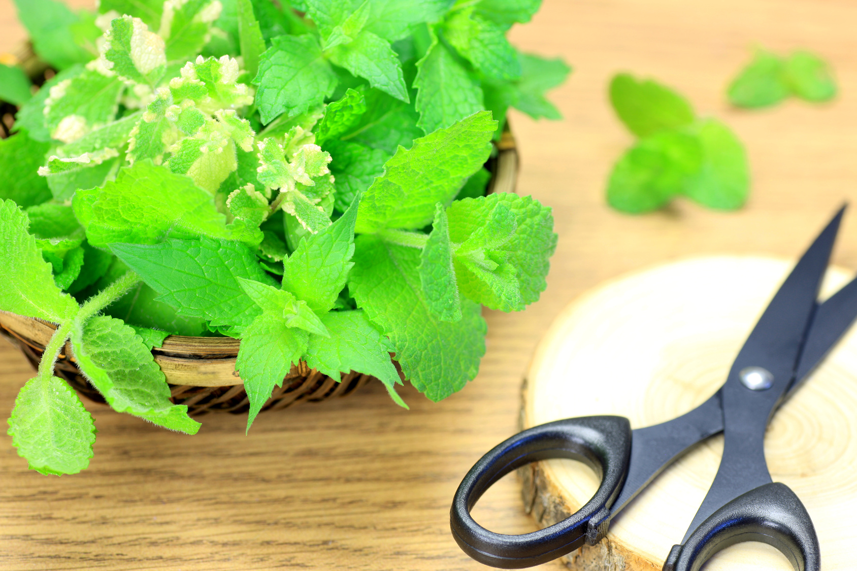 crop of  mint