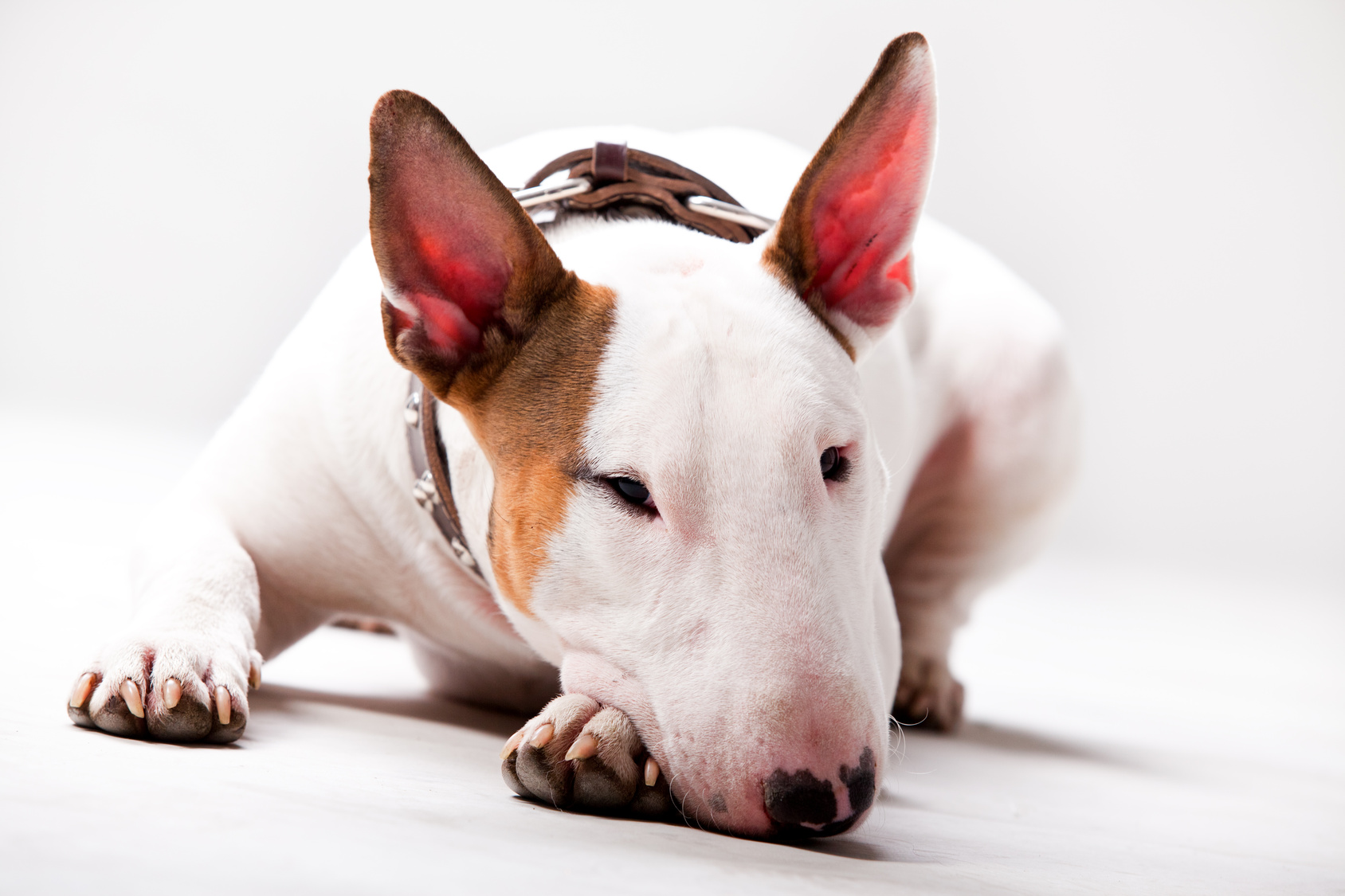 Bull Terrier