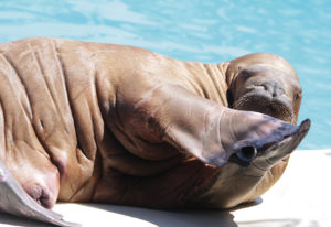 walrus in zoo