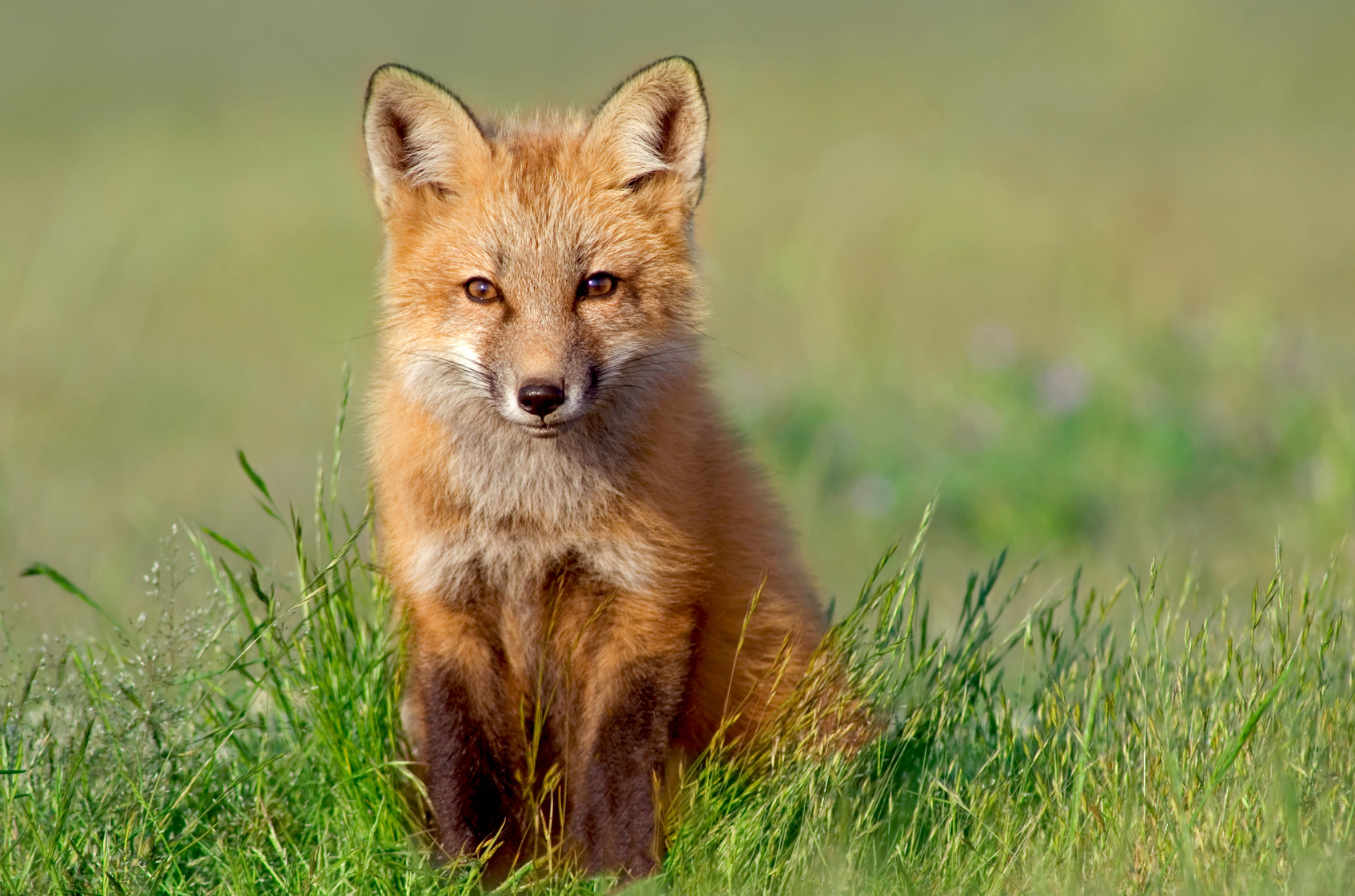 Curious Fox Kit