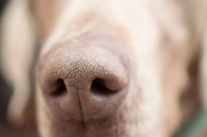 Weimaraner dog nose