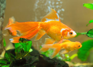 Few goldfishes swim in an aquarium.