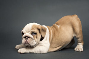 English  bulldog puppy.