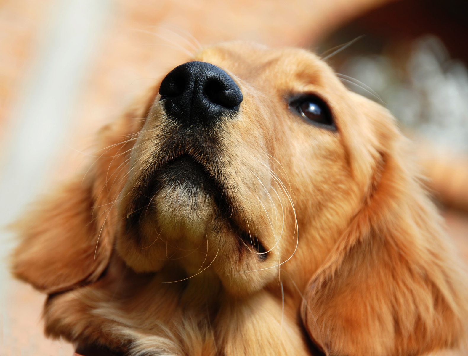 Golden retriever nose