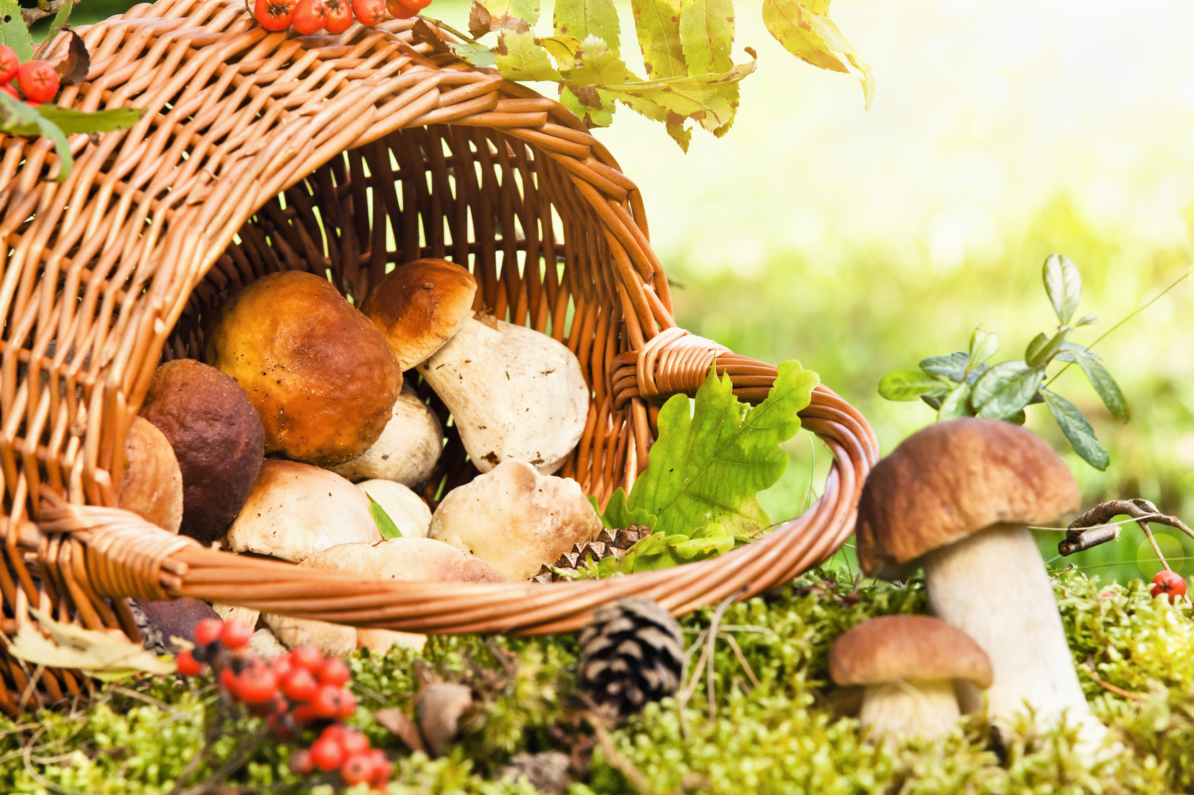 Basket with mushrooms
