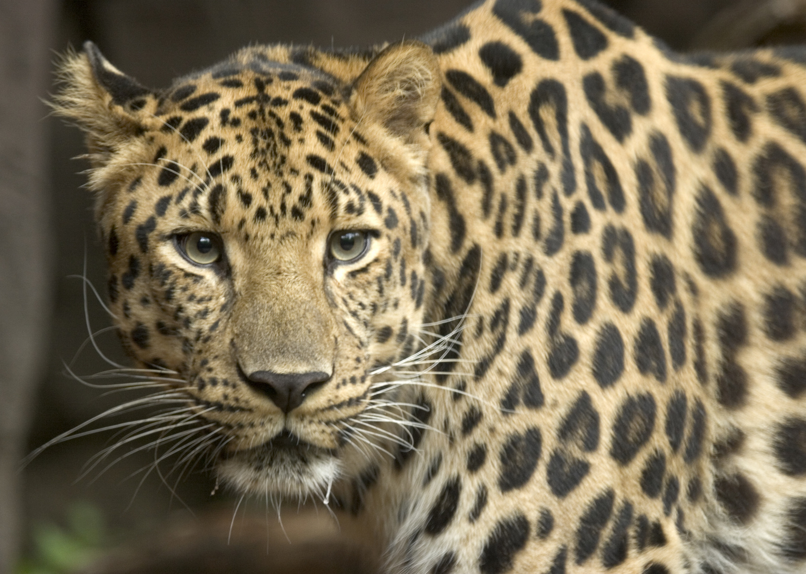close up of an amur leopard