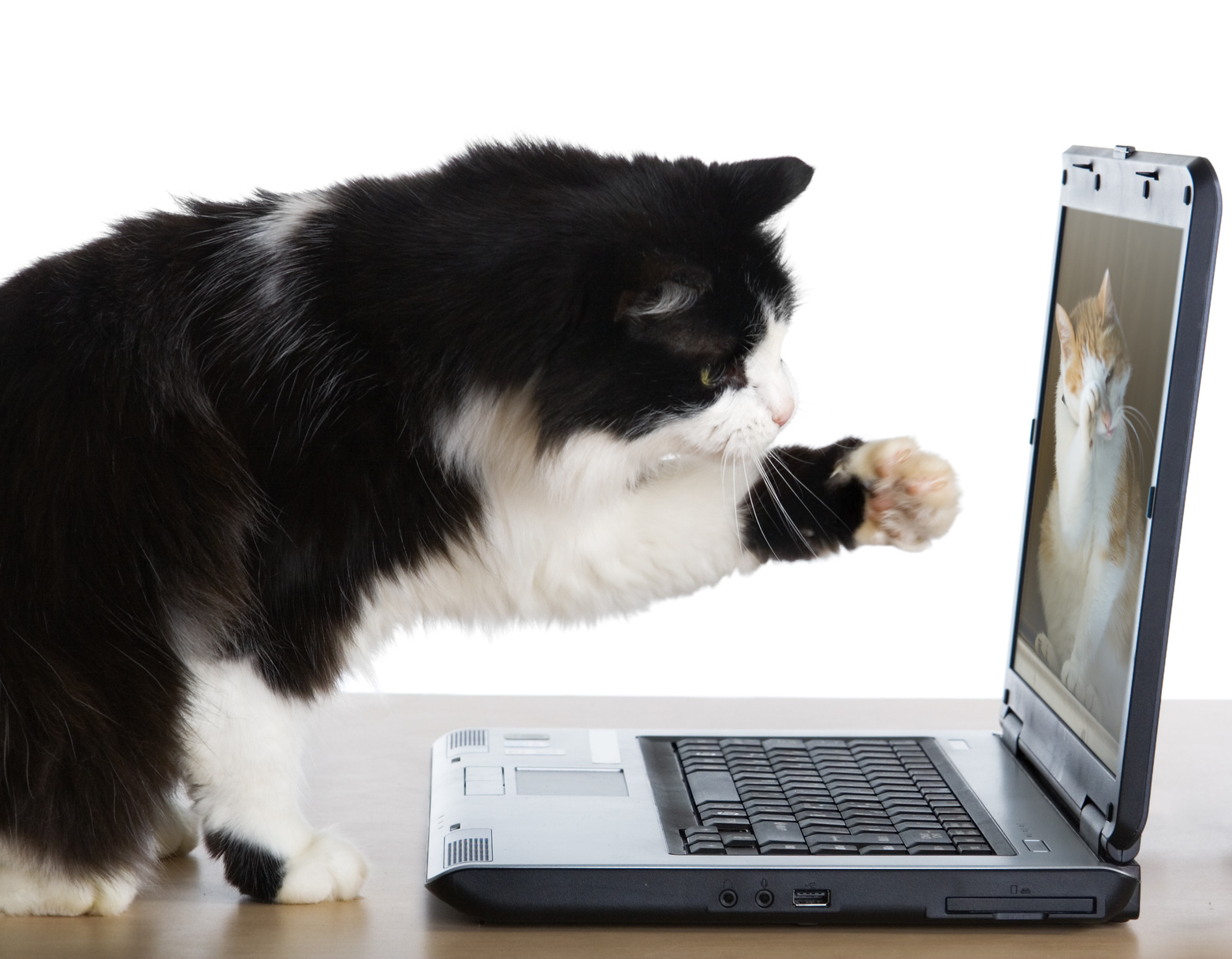 Cat pulls a paw to the laptop