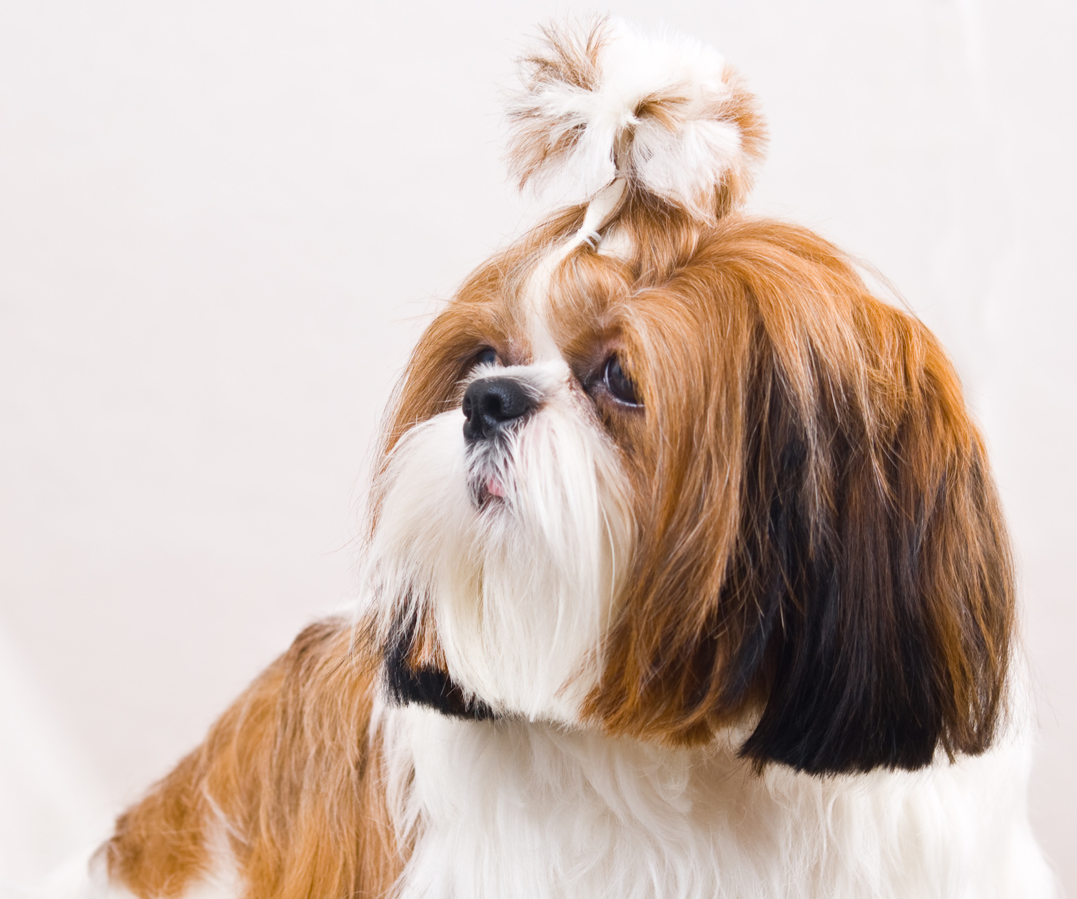 Shih Tzu dog in studio on a white background