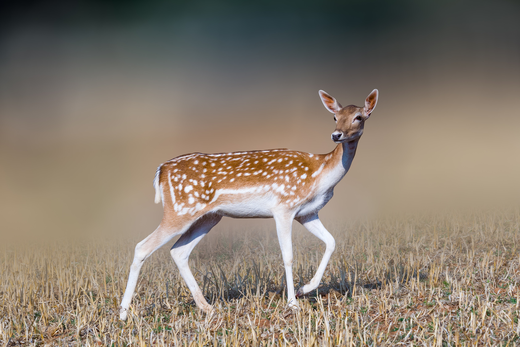 Beautiful deer portrait.