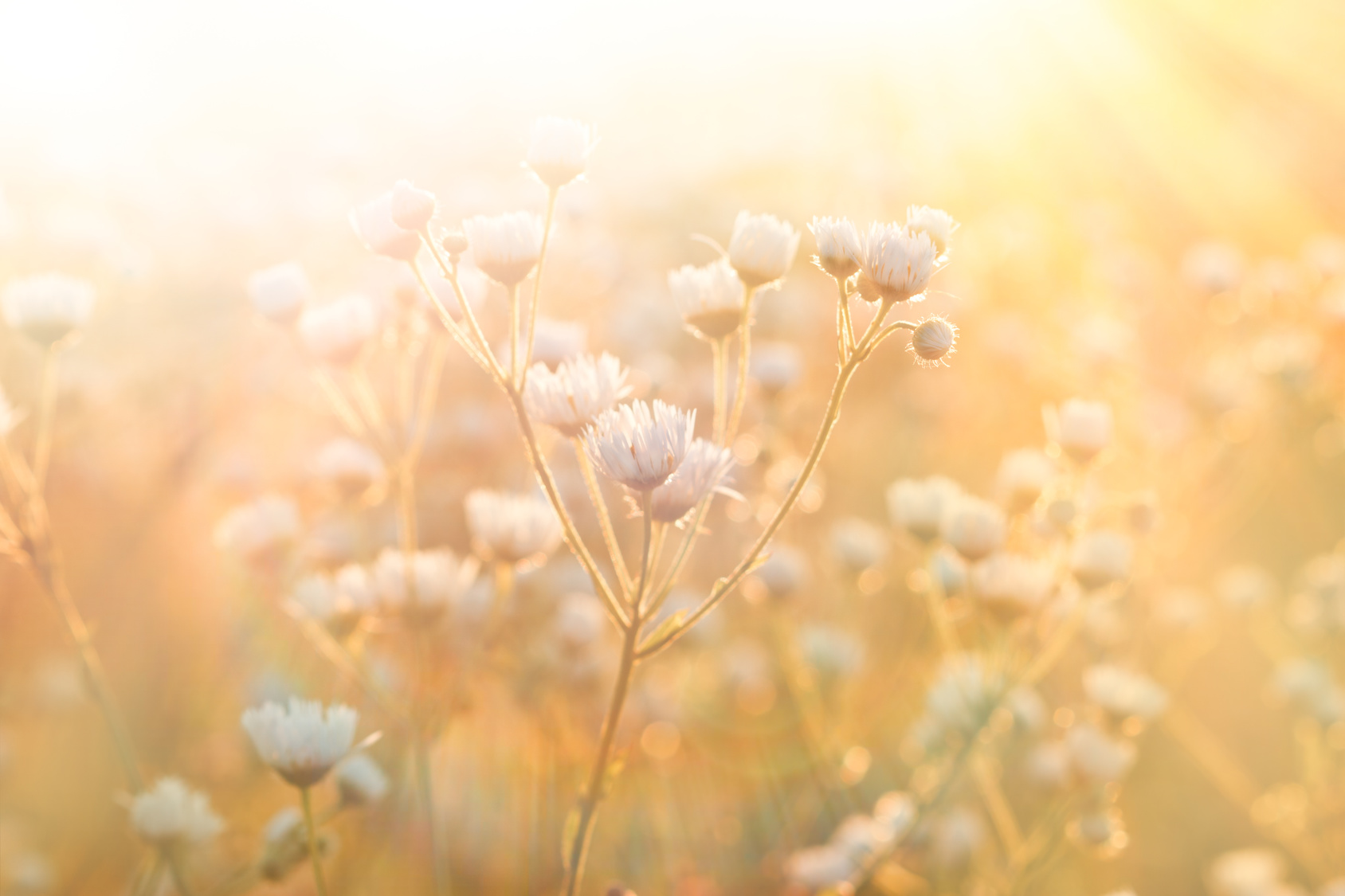 Meadow flowers – daisy illuminated by sunlight