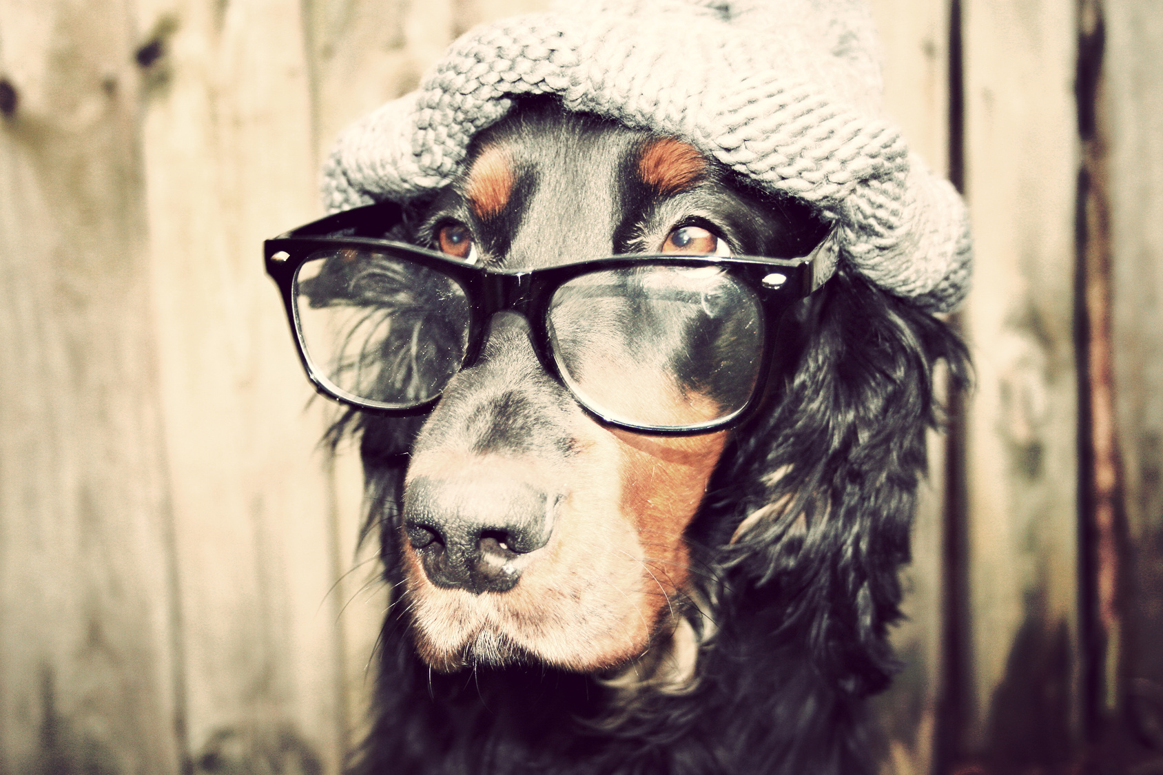 abschtziger blick agent detektiv hund nerd intelleigent