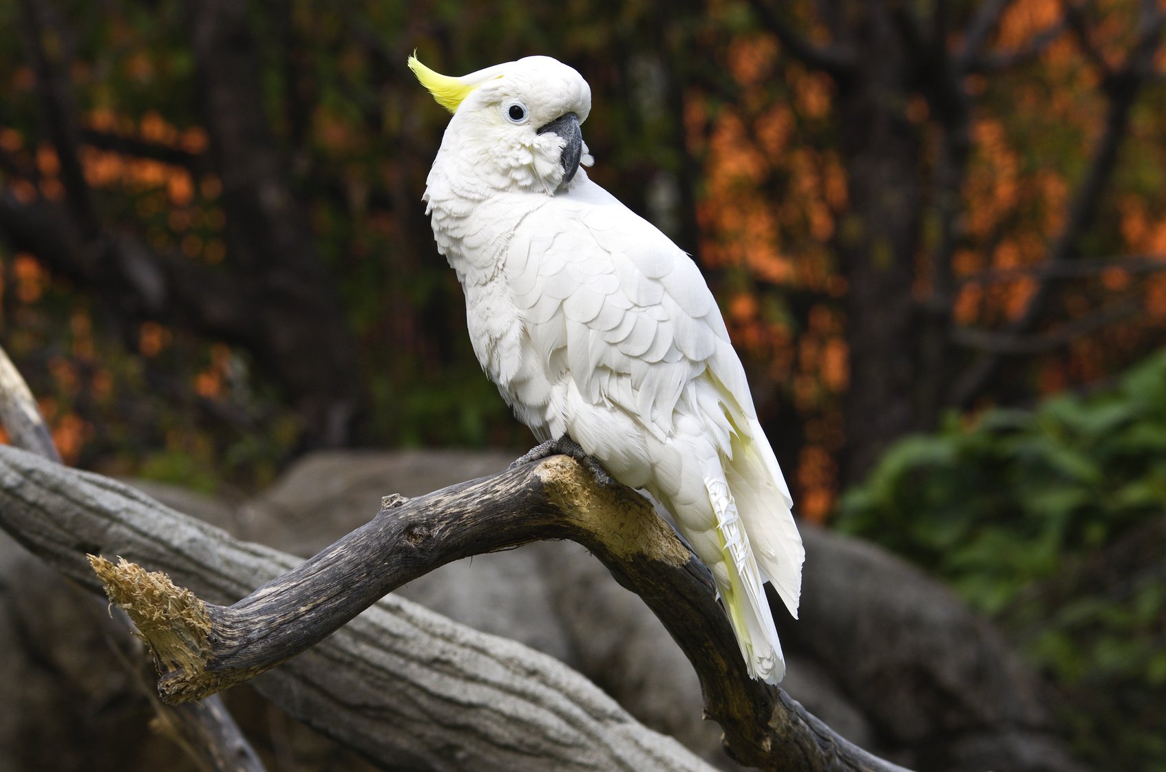 White parrot on a branch