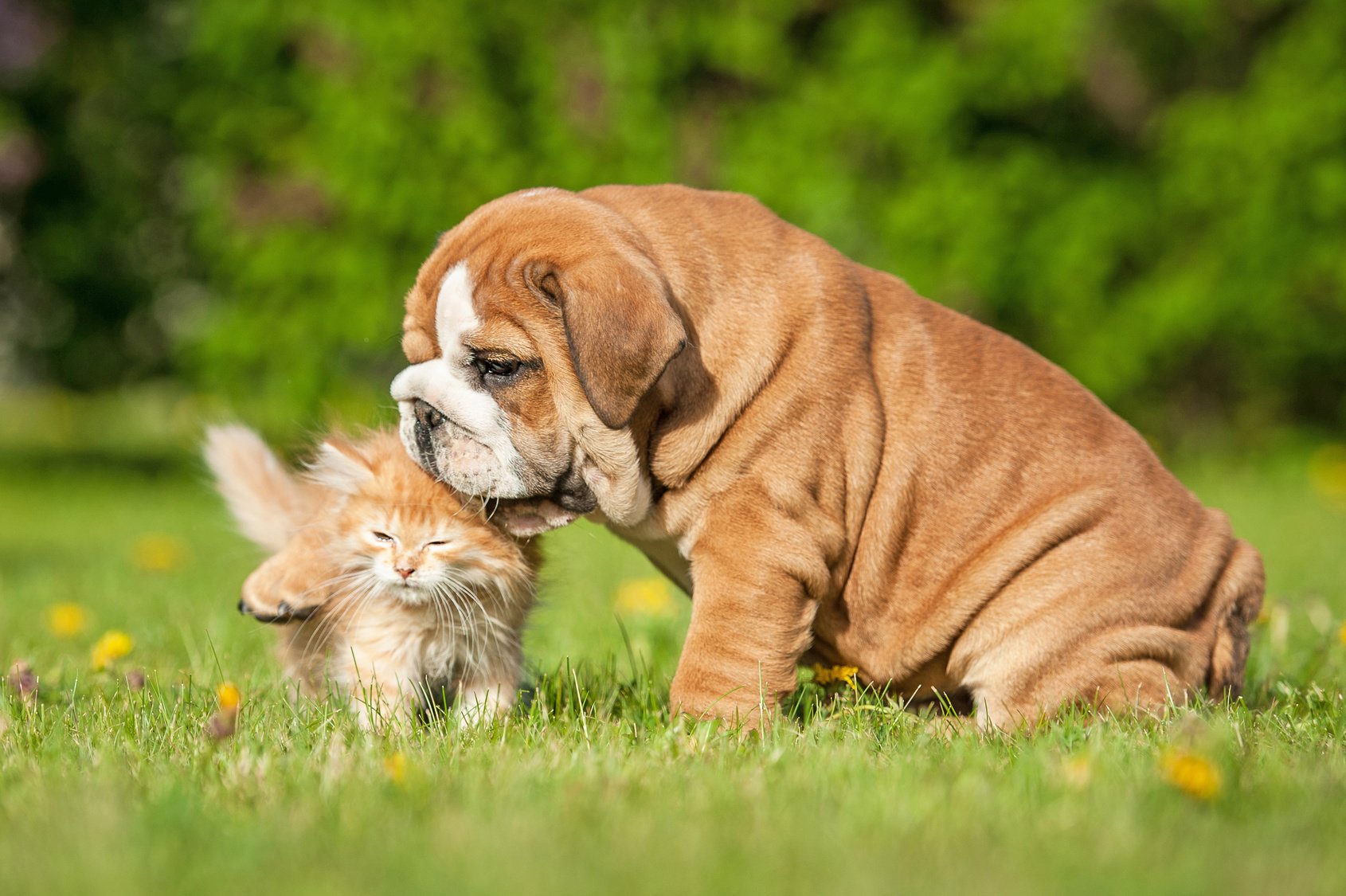 English bulldog puppy playing with a little kitten