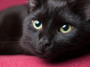 Black cat portrait