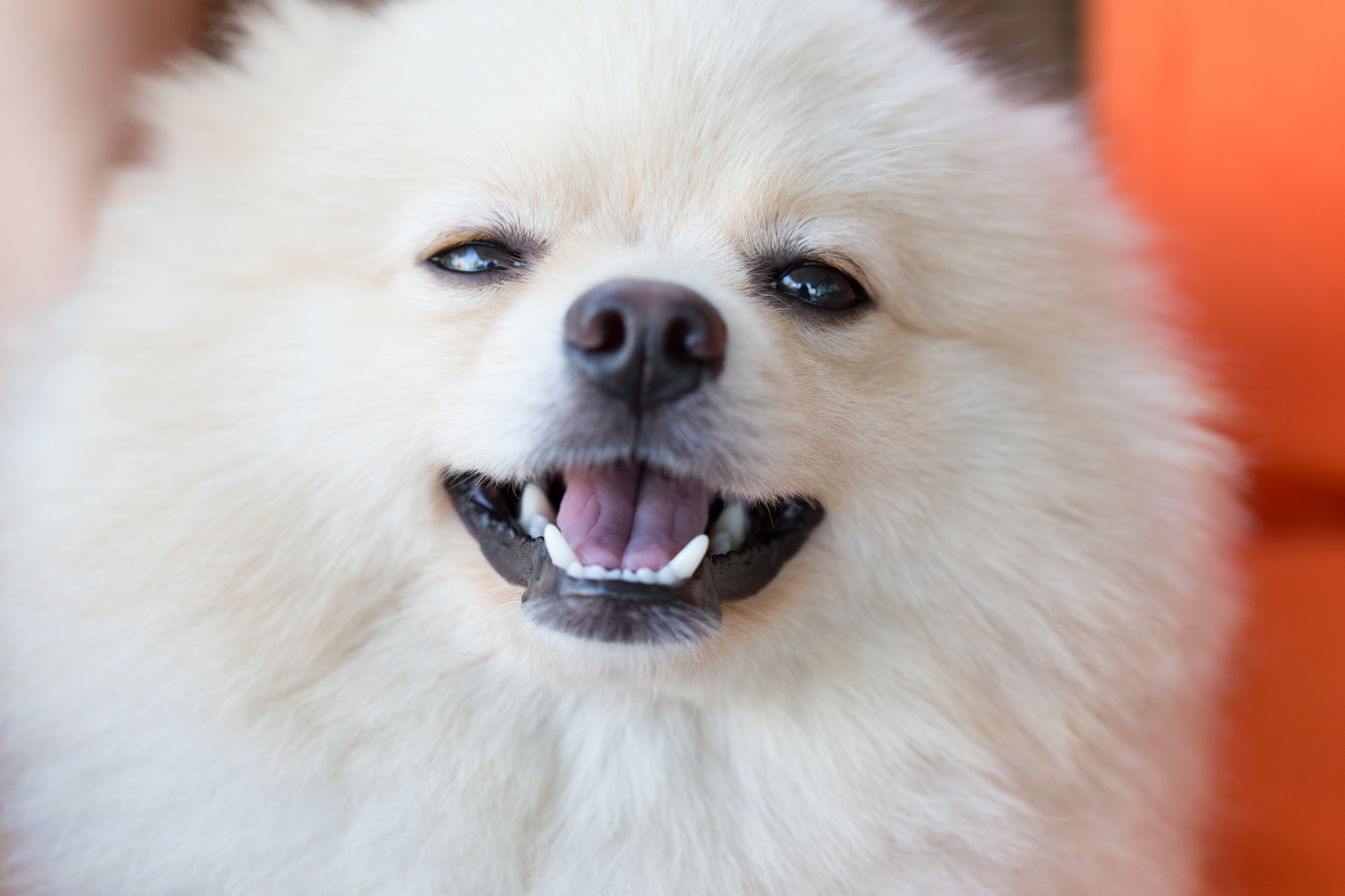 cute pet, closeup face white pomeranian dog