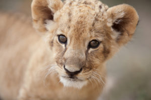 Portrait of cute little lion cub looking at you