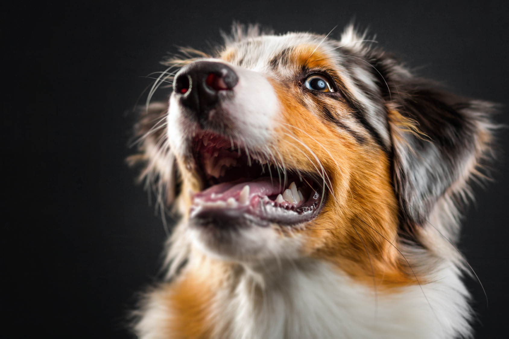 australian shepherd welpe