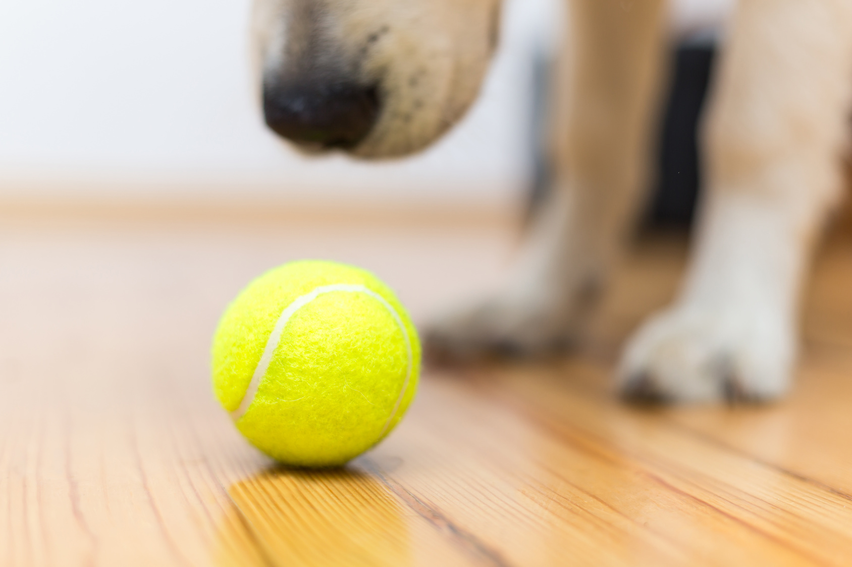 Dog playing with ball