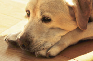 close up of the old yellow labrador lying on wooden floor lookin