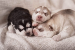 Newborn siberian husky puppies