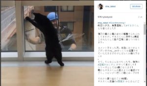 kissajaikkunanpesijä