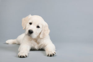 Puppy golden retriever
