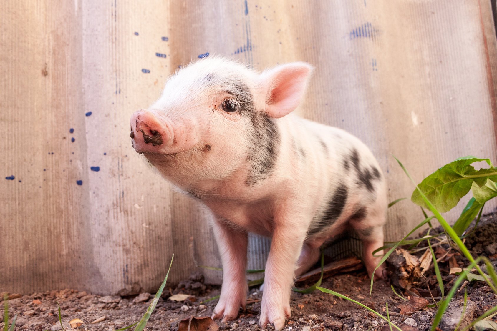 Close-up of a cute muddy piglet running around outdoors on the f