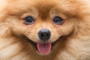 puppy pomeranian dog cute pets in home, close-up image