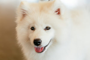 White Samoyed dog puppy