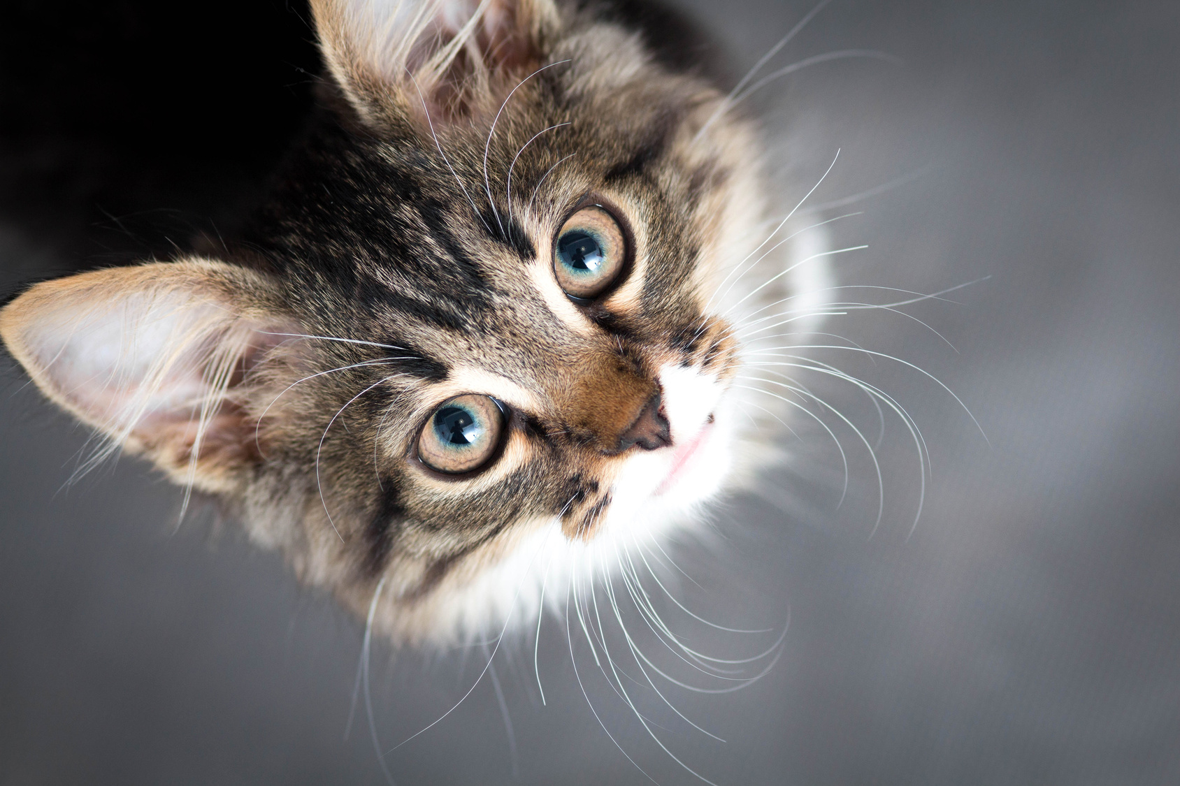 little fluffy kitten on a gray background