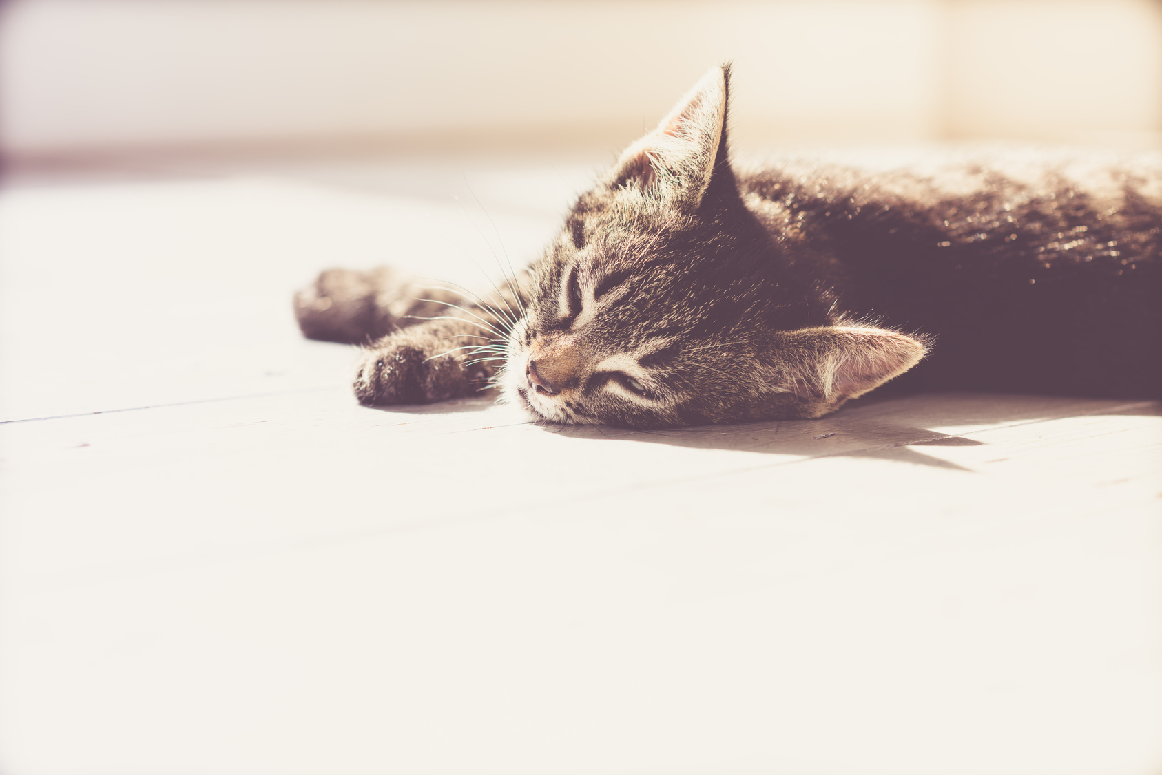 Cute Gray Domestic Kitten Resting on the Floor