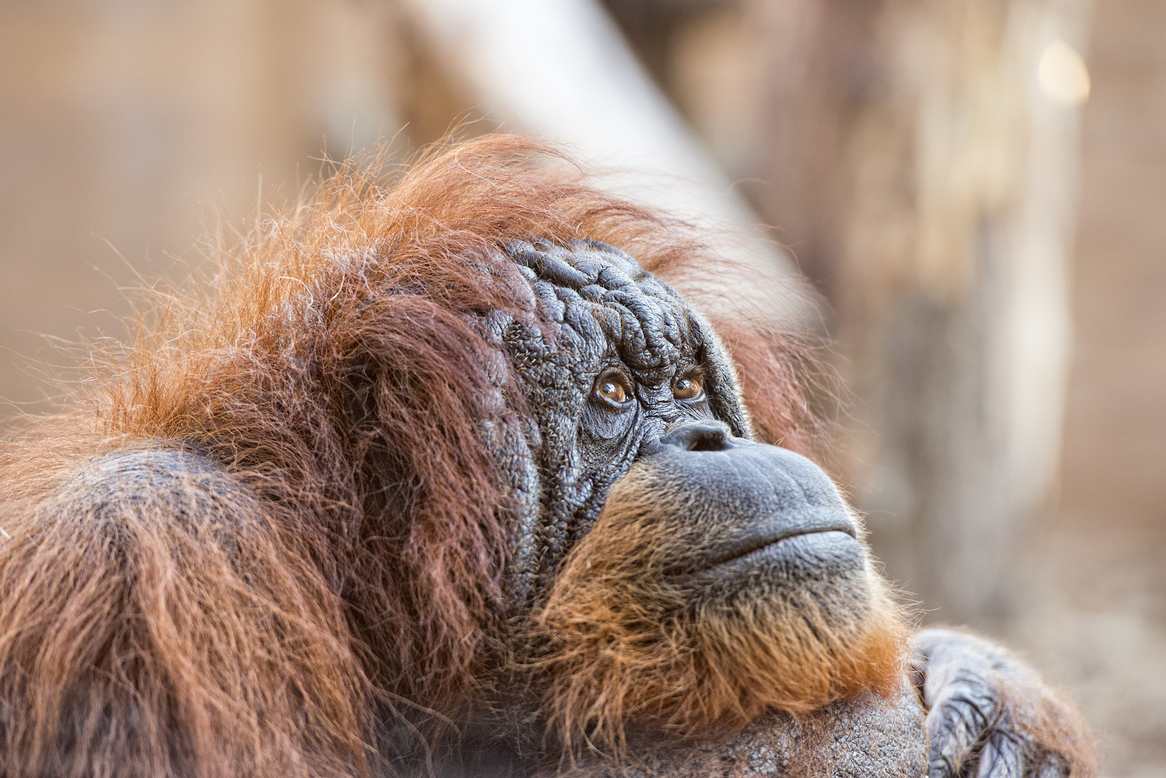orangutan monkey close up portrait