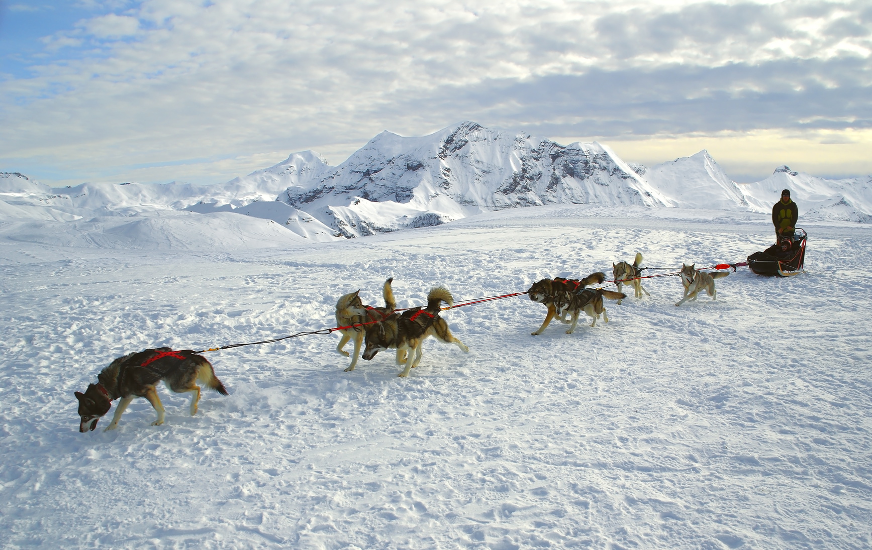 Attelage de chiens de traneau