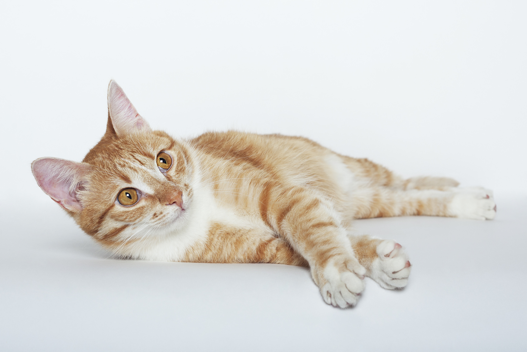 Cute orange domestic cat