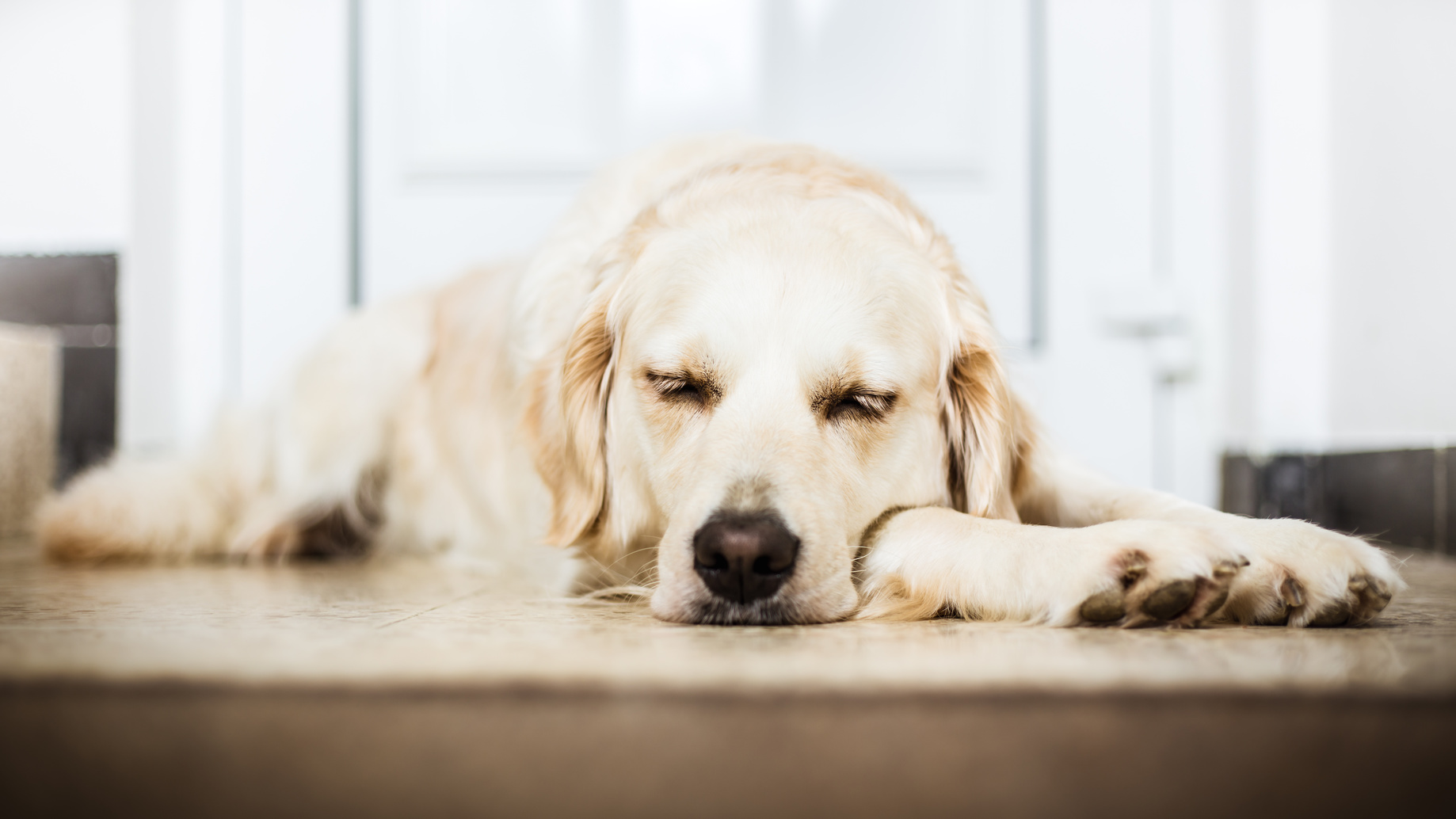 dog retriever golden