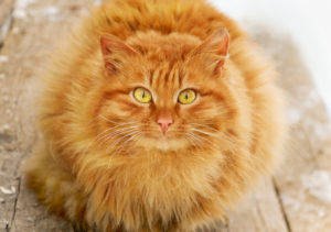 Red tabby hairy cat on wooden stairs