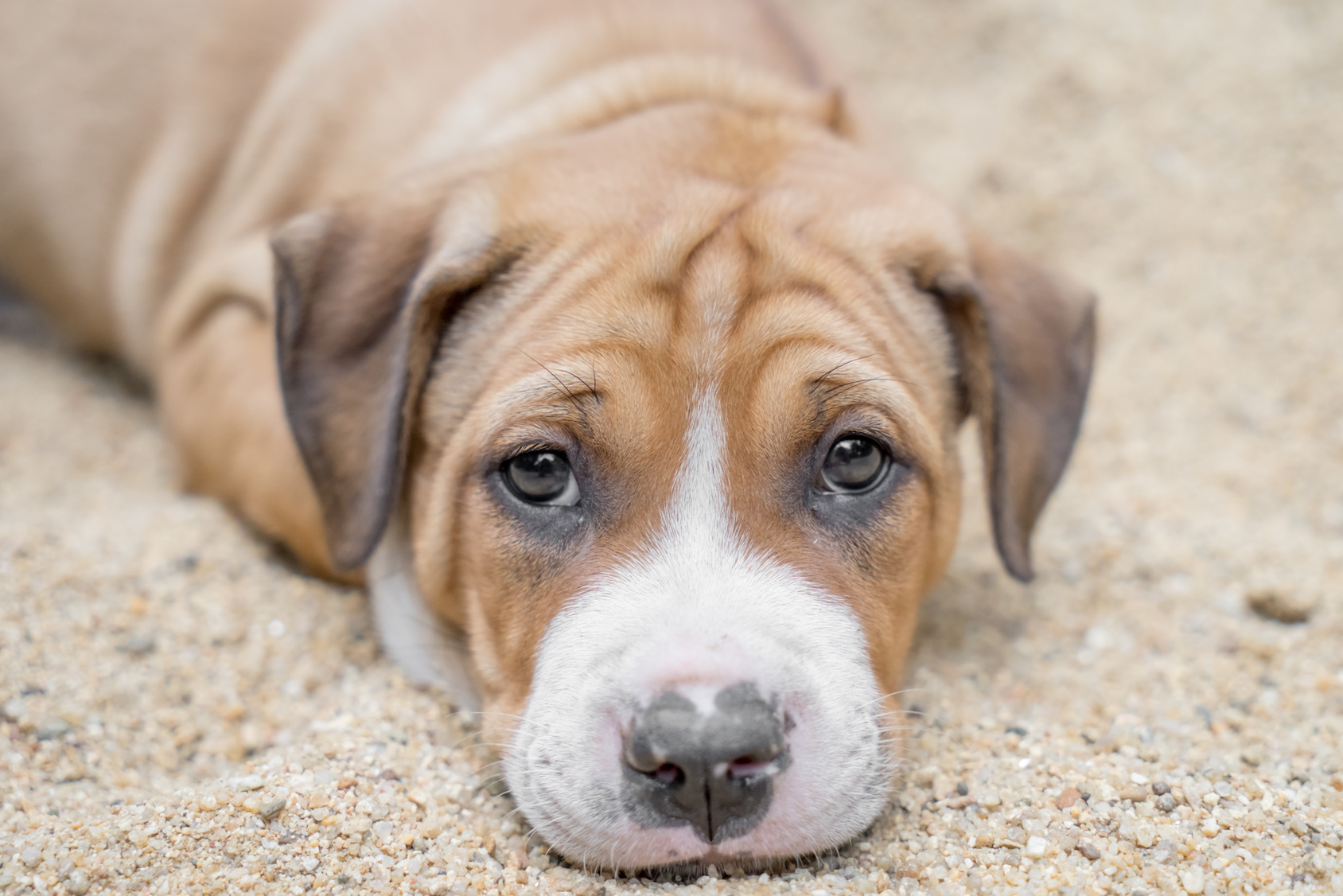 pit bull puppy