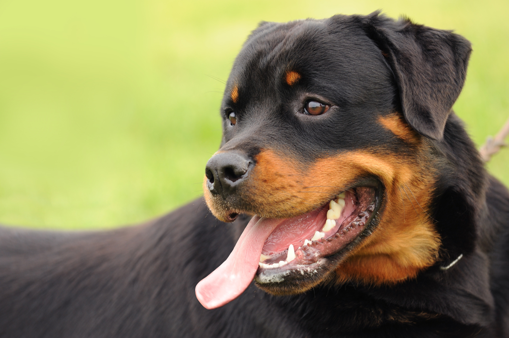 Rottweiler dog