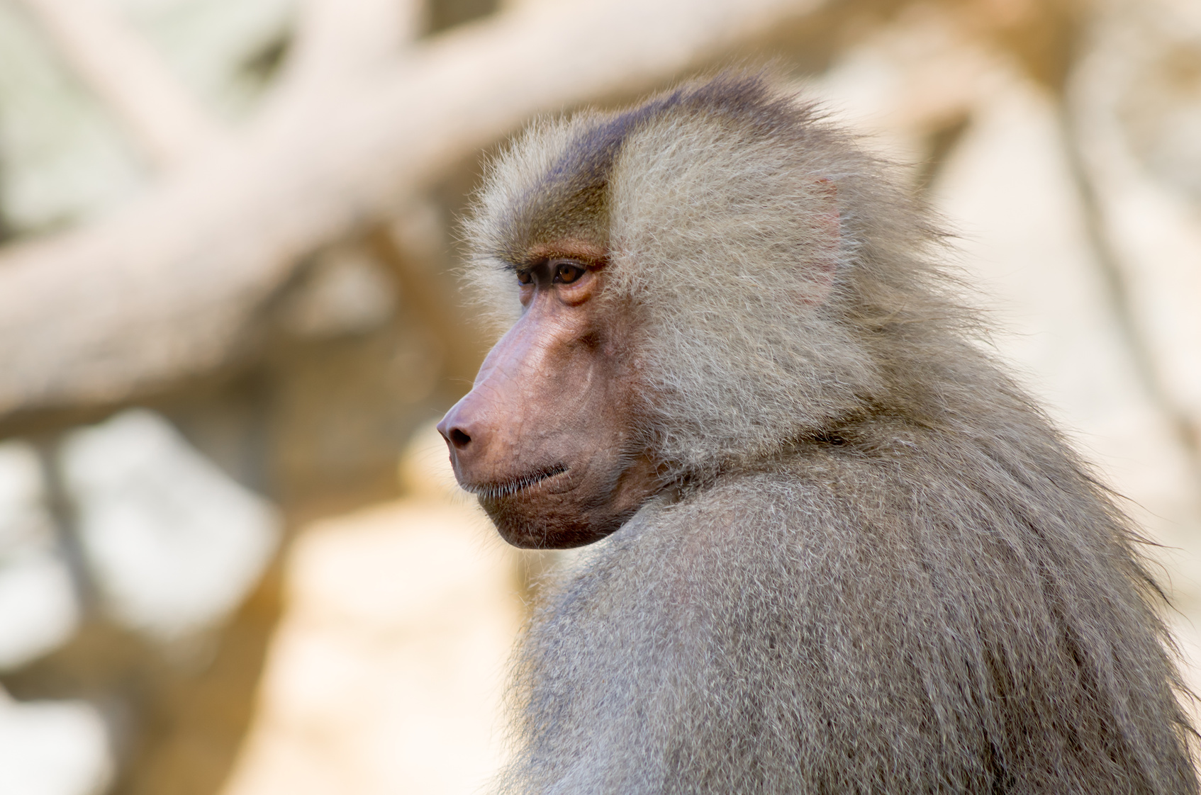 Hamadryas baboon monkey