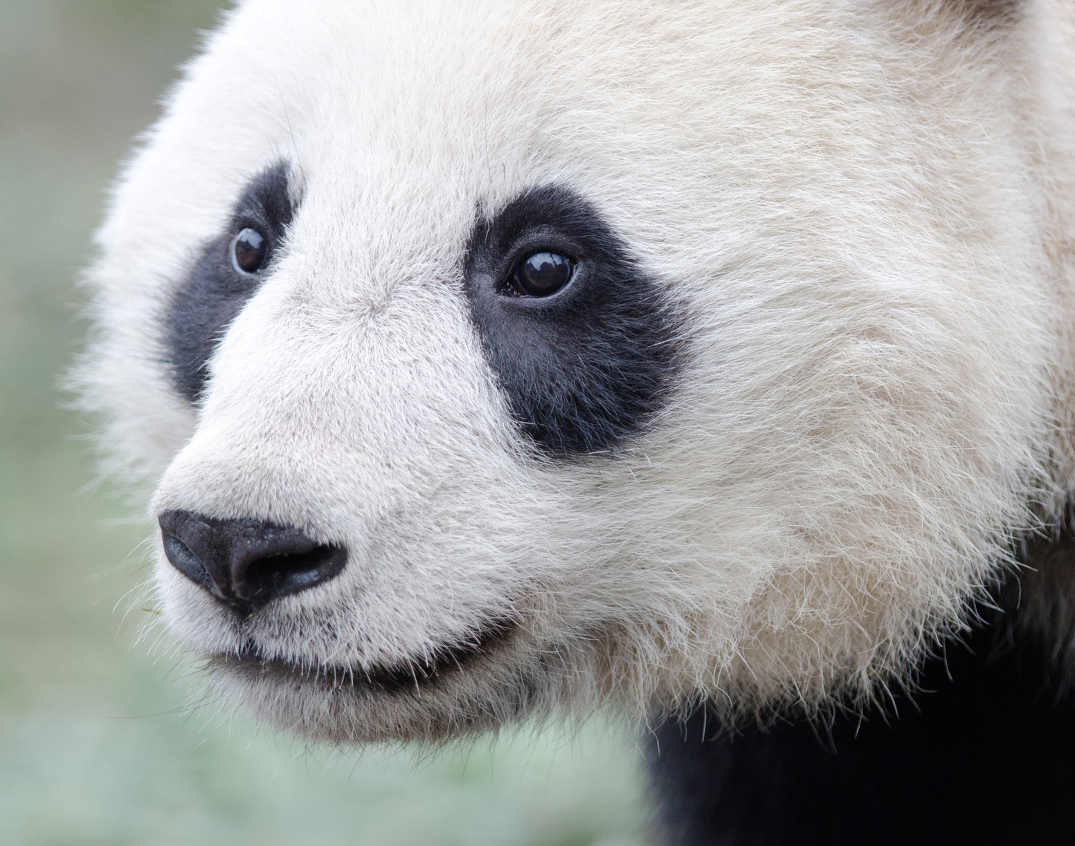 Giant Panda Face Close-up, Chengdu, China