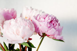 Peonies flowers