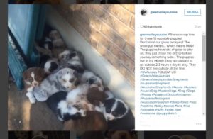 suloisetkoiranpennut